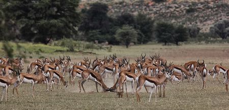 Kgalagadi — a place of beasts and beauty to clear the mind and soften the heart