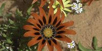 The flowers in Namaqualand were exceptional this year of which this is a small example. Photographer: Thinus Cloete