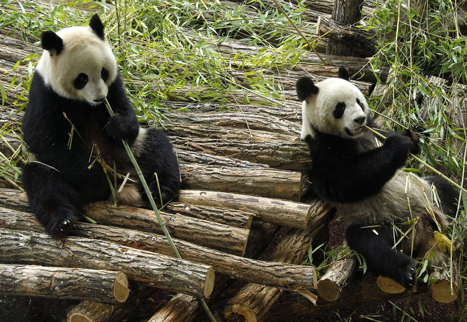 Panda-monium: Why Canada gets two breeding pandas, and South Africa doesn't