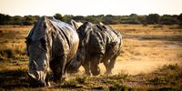 Mud bath at sunset. Khama Rhino Sanctury. CREDIT: Melanie Black