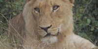 Young Male Lion resting Sabi Sands. Image: Peter Brett