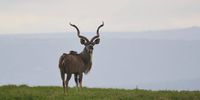 Foot and Mouth Disease
