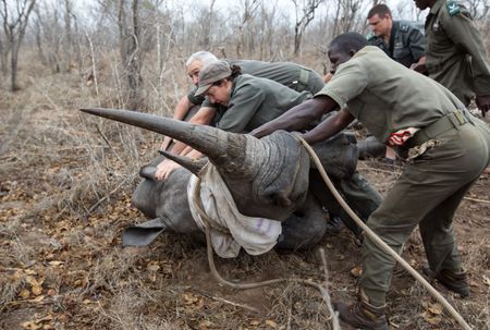 Beyond its exceptional beauty, Kruger National Park is on the ropes and hurting