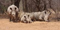 Midday break in Botswana. Photographer: Cecil Thompson