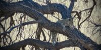 Hanging out.  Leopard cub in a Camelthorn Tree - Kgalagadi Transfrontier Park.