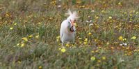 Cattle Egret in the West Coast National Park enjoying the Spring flowers.  Photographer: Jerry Gilbert 