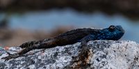 Miniature Dinosaur. Photographer: Karin Linder