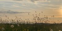 Dandelions at sunset. Worcestershire UK. Image: Lesley Caplan