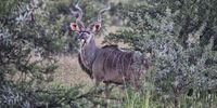 In the past few decades, increasing numbers of kudus have been seen in the thornveld north of Cradock, spreading up from their old stronghold of valley bushveld in the south. Image: Chris Marais