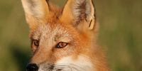 Fox on the corner. Photographer: Patrick Le Monnier</p>
<p>P4U_readersubmission_20250404