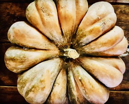 Pumpkins – the canny gardener’s pot of gold