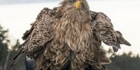 " Shake, ruffle, rattle and roll!<br>Description: In the picture, a white-tailed eagle is ruffling its feathers. The picture was taken with the Nikon Z9's autocapture feature. The camera is placed on top of the sea ice on top of a bag of nuts at the level of the ice. I couldn't believe my eyes when I saw this picture. There were more than ten funny poses and expressions in the photo series.<br>Animal: White-tailed eagle<br>Location of shot: Kustavi Finland