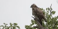 Brown Snake Eagle taken on the Nambiti Game Reserve, KZN on the 22nd of Feb.