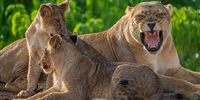african-lion-book