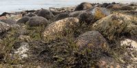 The kelpforest still holds many mysteries: how do millions of kelp lice sense an intense incoming swell and move up the coastline to safety?<br>(Photo: Craig Foster)