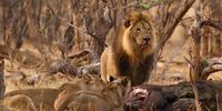 The male lion known as Mopane, killed by a bow hunter. (Photo: Supplied)