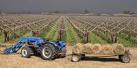 One of the wine farms near Keimoes, Northern Cape. (Photo: Chris Marais)