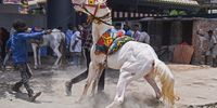 A horse reacts while getting a microchip implant during a health check-up camp organized for the well-being of horses that are used for joyrides at beaches and wedding ceremonies, in Chennai, India, 07 August 2023. Indian horse caretakers gather with their horses used for joyrides at beaches and wedding ceremonies during a health check-up camp and vaccination drive for the well-being of horses organized by the Tamil Nadu Animal Welfare Board, including to implant microchips which will help to reunite horses with their owners after a theft, rescue them during natural disasters and to trace the horses during disease outbreaks.  EPA-EFE/IDREES MOHAMMED