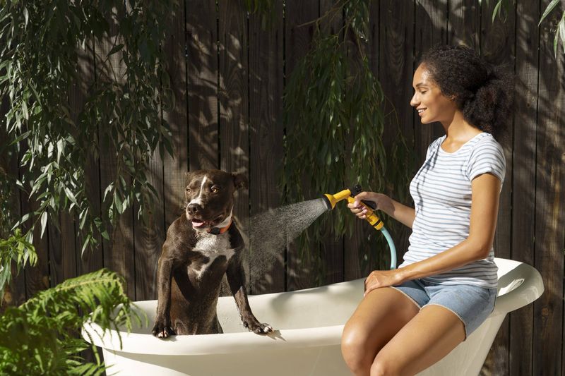 Securing Your Beloved Pets' Future: A Comprehensive Guide for Post-Mortem Care Planning