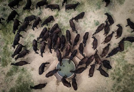 Big meat and dairy are ‘undermining’ climate action, report says