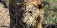 A lioness In a captive lion facility in South Africa. (Photo: World Animal Protection)