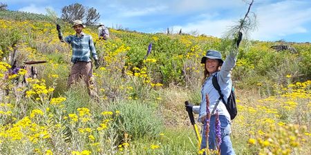 ‘Clearing Table Mountain one alien plant at a time’ — dedicated teams root out invasive flora