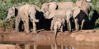 A local herd at Addo Elephant National Park near Gqeberha. (Photo: Gallo Images / Lee Warren)