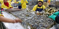 200 million cans of Mackerel are processed in El-Marsa each year. (Greg Mills)