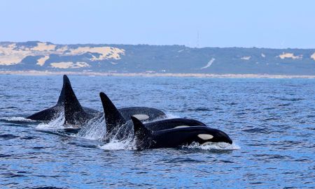 Killer whales sighted in Algoa Bay — Experts track returning pod