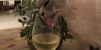 Furburger With Wine, a still life. Photo: Bianca Coleman
