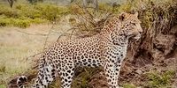 “A Leopard on the hunt”. Sabi Sands 12 Nov 2022. Photographer: Lerato Kapari