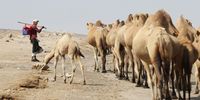 epaselect epa11016240 A herdsman leads a caravan of Arabian camels on the outskirts of the port province of Hodeidah, Yemen, 05 December 2023 (issued 07 December 2023). Arabian camel herders in Yemen are struggling to find pastures in mountains or plains due the negative impacts of climate change, including low and intermittent rainfalls and droughts. Arabian camels, or dromedary, which are part of a long cultural tradition in the Arab peninsula, are known as the 'Ship of the desert' because the Bedouins used them as the only mean of transport and travel across the desert.  EPA-EFE/YAHYA ARHAB