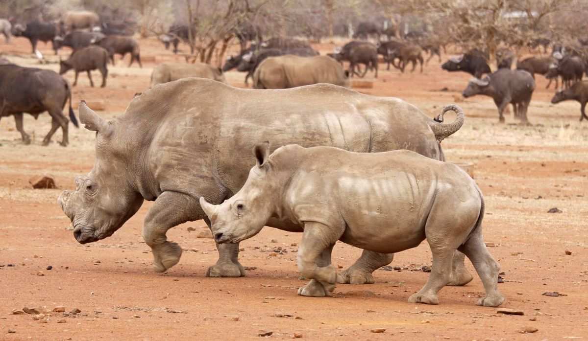Rhino trafficking: Down the rabbit hole at the Kruger Park