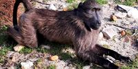 Don-Betty's baboons