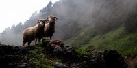 A couple of curious sheep in the gloomy Himalayas, spotted while crossing the 4500m Saach Pass by motorbike.
