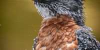 The famous fisherman of Sub-Saharan Africa : The giant kingfisher (Megaceryle maxima). Taken at Intaka Island in Cape Town on 20 January 2023. Photographer: Samuel Surdut (Instagram: @SamuelPS.photo