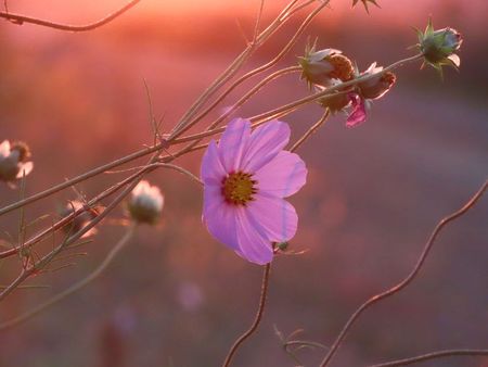 I have a picture for you! 11 April-17 April 2026