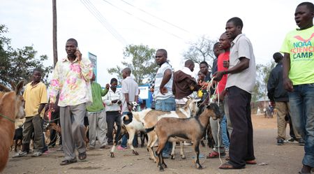 Third-ranked Zimbabwe bidder wins tender to provide anti-corruption software in Malawi