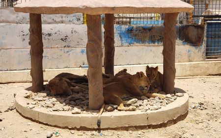 Three lions die of suspected heatstroke at Tokyo zoo