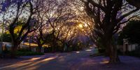 Sunrise on a jacaranda lined street in Pretoria.