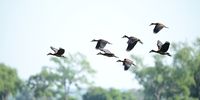 White-faced whistling ducks take to the sky over Machaniwa Pan, Gonarezhou National Park, Zimbabwe. Photographer: Jacky du Plessis