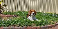 Ziggy enjoying his new home in Adelaide. Photographer: Lee-Anne Dromgoole