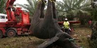 Agents of the special services of Ivorian Water and Forests, preparing a truck to transport an elephant captured in the department of Sikensi in Ivory Coast, as part of an elephant relocation operation. (Photo: EPA-EFE/Legnan Koula)