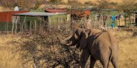 An elephant browses just metres from a local settlement  in Namibia.
