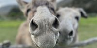 Nosy donkeys at White Water Farm. Photographer: Tim Dröge