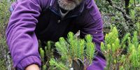 Anthony Hitchcock on Table Mountain collecting plant cuttings for Kirstenbosch, March 2013