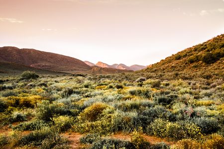 Tannie Maria’s Advice and Recipe Column: Ouma’s Karoo Lamb Pie