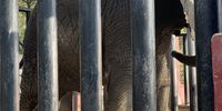 Pictures of African elephants taken at Karachi Safari Park in Pakistan in January 2019. Photo: Ban Animal Trading