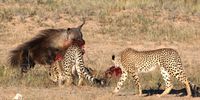 A brown hyena steals a freshly killed springbok from cheetahs in the Kgalagadi Transfrontier Park in the Kalahari. (Photo: Derek Keats / Wikimedia commons)(Photo: Derek Keats)
