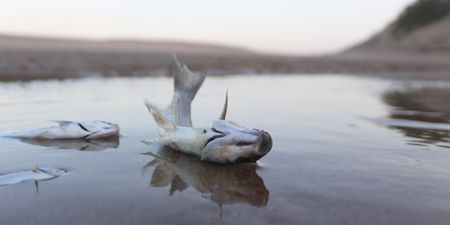 Age of Anarchy Aftermath: Fish and marine creatures in mass die-off after arson attacks on KZN chemical plants